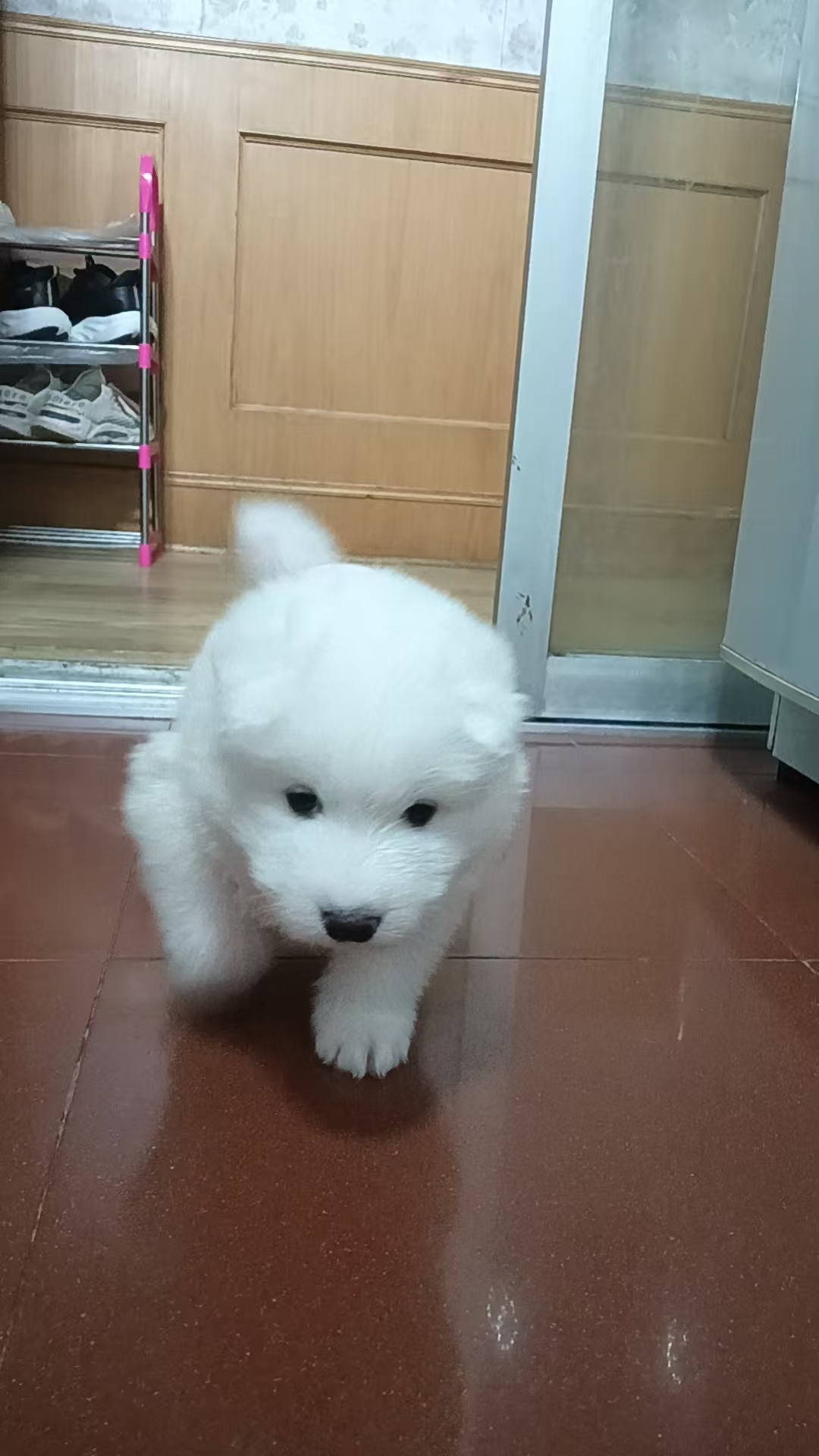 驱虫做齐，平时喂的是幼犬粮，性格特别黏人，一喊就凑过来蹭手～